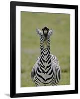 Male Burchell's Zebra Exhibits Flehmen Display to Sense Females, Kenya-Arthur Morris-Framed Photographic Print