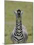 Male Burchell's Zebra Exhibits Flehmen Display to Sense Females, Kenya-Arthur Morris-Mounted Photographic Print