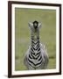 Male Burchell's Zebra Exhibits Flehmen Display to Sense Females, Kenya-Arthur Morris-Framed Photographic Print