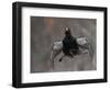 Male Capercaillie (Tetrao Urogallus) Display Jumping, Vaala, Finland, May-Markus Varesvuo-Framed Photographic Print