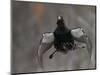 Male Capercaillie (Tetrao Urogallus) Display Jumping, Vaala, Finland, May-Markus Varesvuo-Mounted Photographic Print