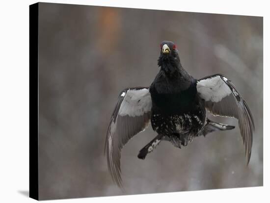 Male Capercaillie (Tetrao Urogallus) Display Jumping, Vaala, Finland, May-Markus Varesvuo-Stretched Canvas