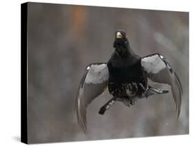 Male Capercaillie (Tetrao Urogallus) Display Jumping, Vaala, Finland, May-Markus Varesvuo-Stretched Canvas