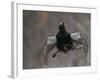 Male Capercaillie (Tetrao Urogallus) Display Jumping, Vaala, Finland, May-Markus Varesvuo-Framed Photographic Print