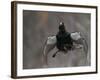 Male Capercaillie (Tetrao Urogallus) Display Jumping, Vaala, Finland, May-Markus Varesvuo-Framed Photographic Print