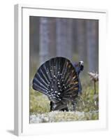 Male Capercaillie (Tetrao Urogallus) Displaying, Jalasjarvi, Finland, April-Markus Varesvuo-Framed Photographic Print