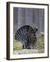 Male Capercaillie (Tetrao Urogallus) Displaying, Jalasjarvi, Finland, April-Markus Varesvuo-Framed Photographic Print