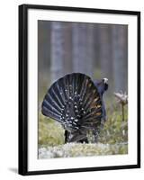 Male Capercaillie (Tetrao Urogallus) Displaying, Jalasjarvi, Finland, April-Markus Varesvuo-Framed Photographic Print