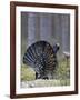 Male Capercaillie (Tetrao Urogallus) Displaying, Jalasjarvi, Finland, April-Markus Varesvuo-Framed Photographic Print