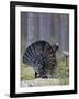 Male Capercaillie (Tetrao Urogallus) Displaying, Jalasjarvi, Finland, April-Markus Varesvuo-Framed Photographic Print