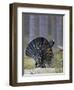 Male Capercaillie (Tetrao Urogallus) Displaying, Jalasjarvi, Finland, April-Markus Varesvuo-Framed Photographic Print