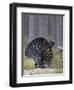 Male Capercaillie (Tetrao Urogallus) Displaying, Jalasjarvi, Finland, April-Markus Varesvuo-Framed Photographic Print