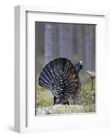 Male Capercaillie (Tetrao Urogallus) Displaying, Jalasjarvi, Finland, April-Markus Varesvuo-Framed Photographic Print