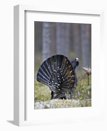 Male Capercaillie (Tetrao Urogallus) Displaying, Jalasjarvi, Finland, April-Markus Varesvuo-Framed Photographic Print