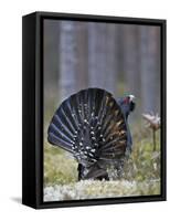 Male Capercaillie (Tetrao Urogallus) Displaying, Jalasjarvi, Finland, April-Markus Varesvuo-Framed Stretched Canvas