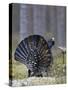 Male Capercaillie (Tetrao Urogallus) Displaying, Jalasjarvi, Finland, April-Markus Varesvuo-Stretched Canvas