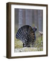 Male Capercaillie (Tetrao Urogallus) Displaying, Jalasjarvi, Finland, April-Markus Varesvuo-Framed Photographic Print