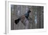 Male Capercaillie (Tetrao Urogallus) Flying, Jalasjarvi, Finland, April-Markus Varesvuo-Framed Photographic Print