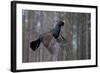 Male Capercaillie (Tetrao Urogallus) Flying, Jalasjarvi, Finland, April-Markus Varesvuo-Framed Photographic Print