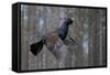 Male Capercaillie (Tetrao Urogallus) Flying, Jalasjarvi, Finland, April-Markus Varesvuo-Framed Stretched Canvas