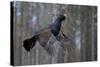 Male Capercaillie (Tetrao Urogallus) Flying, Jalasjarvi, Finland, April-Markus Varesvuo-Stretched Canvas