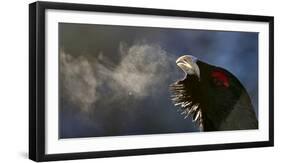 Male Capercaillie (Tetrao Urogallus) Head Portrait with Breath Visible in Cold Air-Markus Varesvuo-Framed Photographic Print