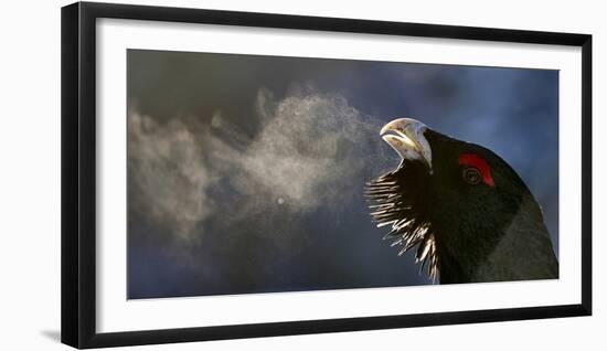 Male Capercaillie (Tetrao Urogallus) Head Portrait with Breath Visible in Cold Air-Markus Varesvuo-Framed Photographic Print