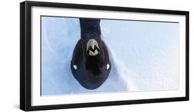 Male Capercaillie (Tetrao Urogallus) Looking Up, Kuusamo, Finland, March-Markus Varesvuo-Framed Photographic Print