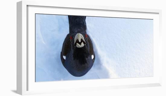 Male Capercaillie (Tetrao Urogallus) Looking Up, Kuusamo, Finland, March-Markus Varesvuo-Framed Photographic Print