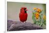 Male cardinal and flowers, Rio Grande Valley, Texas-Adam Jones-Framed Photographic Print
