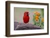 Male cardinal and flowers, Rio Grande Valley, Texas-Adam Jones-Framed Photographic Print