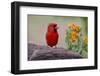 Male cardinal and flowers, Rio Grande Valley, Texas-Adam Jones-Framed Photographic Print