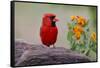 Male cardinal and flowers, Rio Grande Valley, Texas-Adam Jones-Framed Stretched Canvas