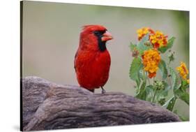 Male cardinal and flowers, Rio Grande Valley, Texas-Adam Jones-Stretched Canvas