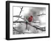 Male Cardinal Braving the Cold-Jai Johnson-Framed Giclee Print