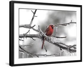 Male Cardinal Braving the Cold-Jai Johnson-Framed Giclee Print