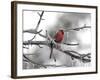 Male Cardinal Braving the Cold-Jai Johnson-Framed Giclee Print