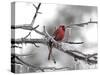 Male Cardinal Braving the Cold-Jai Johnson-Stretched Canvas