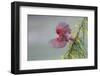 Male cardinal flying, Rio Grande Valley, Texas-Adam Jones-Framed Photographic Print