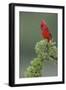 Male cardinal, Rio Grande Valley, Texas-Adam Jones-Framed Photographic Print