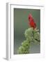 Male cardinal, Rio Grande Valley, Texas-Adam Jones-Framed Photographic Print