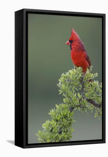 Male cardinal, Rio Grande Valley, Texas-Adam Jones-Framed Stretched Canvas