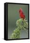 Male cardinal, Rio Grande Valley, Texas-Adam Jones-Framed Stretched Canvas