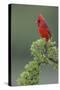 Male cardinal, Rio Grande Valley, Texas-Adam Jones-Stretched Canvas