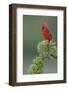 Male cardinal, Rio Grande Valley, Texas-Adam Jones-Framed Photographic Print