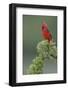 Male cardinal, Rio Grande Valley, Texas-Adam Jones-Framed Photographic Print