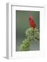 Male cardinal, Rio Grande Valley, Texas-Adam Jones-Framed Photographic Print