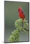 Male cardinal, Rio Grande Valley, Texas-Adam Jones-Mounted Photographic Print