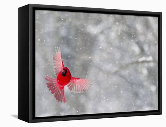 Male Cardinal With Wings Spread, Indianapolis, Indiana, USA-Wendy Kaveney-Framed Stretched Canvas