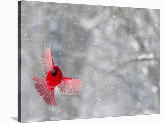 Male Cardinal With Wings Spread, Indianapolis, Indiana, USA-Wendy Kaveney-Stretched Canvas